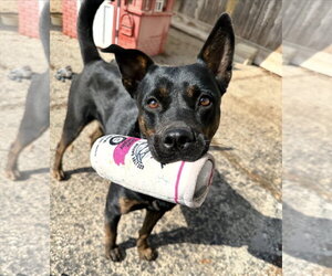 Mutt Dogs for adoption in Houston, TX, USA