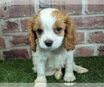 Small #1 Cavalier King Charles Spaniel