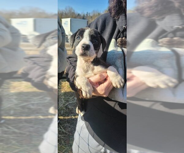 Medium Photo #1 American Pit Bull Terrier-Labrador Retriever Mix Puppy For Sale in Egg Harbor City , NJ, USA