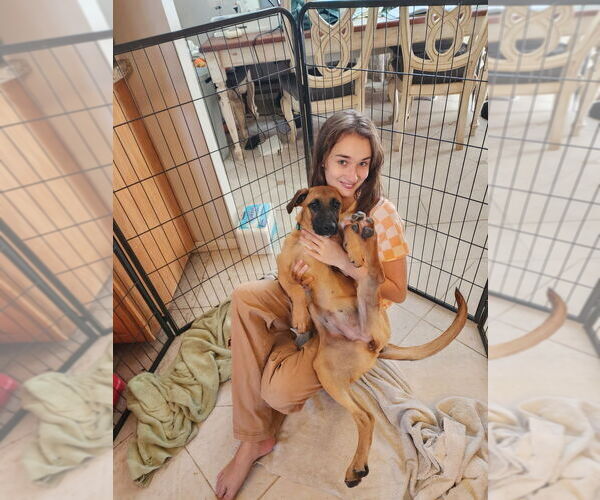 Medium Photo #9 Boxador Puppy For Sale in Dana Point, CA, USA