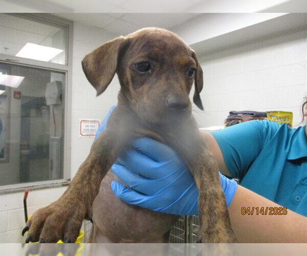 Medium Photo #1 American Pit Bull Terrier Puppy For Sale in Oklahoma City, OK, USA