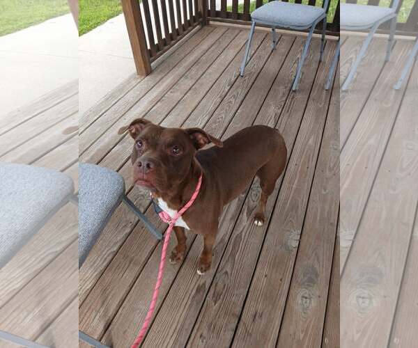 Medium Photo #2 Mutt Puppy For Sale in Martinsburg, WV, USA