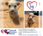 Small Photo #1 Chihuahua-Unknown Mix Puppy For Sale in Lillian, TX, USA