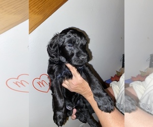 Medium Goldendoodle