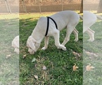 Small Photo #22 Dogo Argentino Puppy For Sale in BEAUMONT, CA, USA