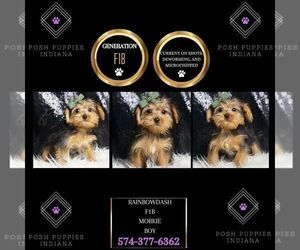 Medium Morkie
