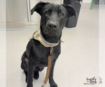 Texas - Male Labrador Retriever-Unknown Mix Dog for Adoption - Small photo