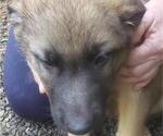 Small Photo #3 German Shepherd Dog Puppy For Sale in HONEA PATH, SC, USA