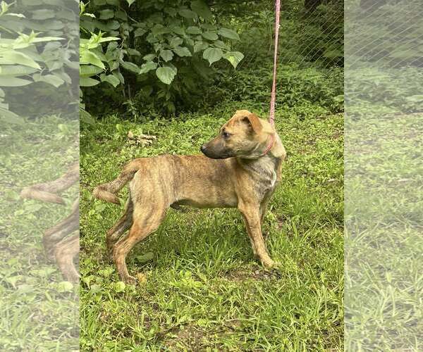 Medium Photo #1 Boxer-Unknown Mix Puppy For Sale in HOPKINSVILLE/PRINCETON, KY, NH, USA