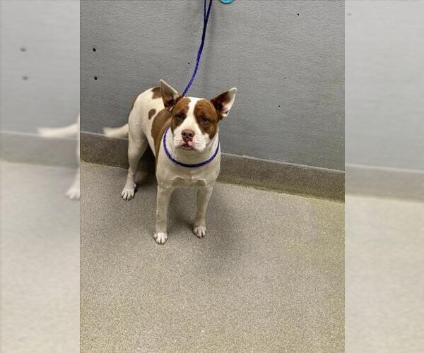 Medium Photo #1 Mutt Puppy For Sale in Las Vegas, NV, USA