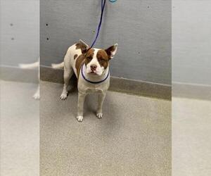 Mutt Dogs for adoption in Las Vegas, NV, USA