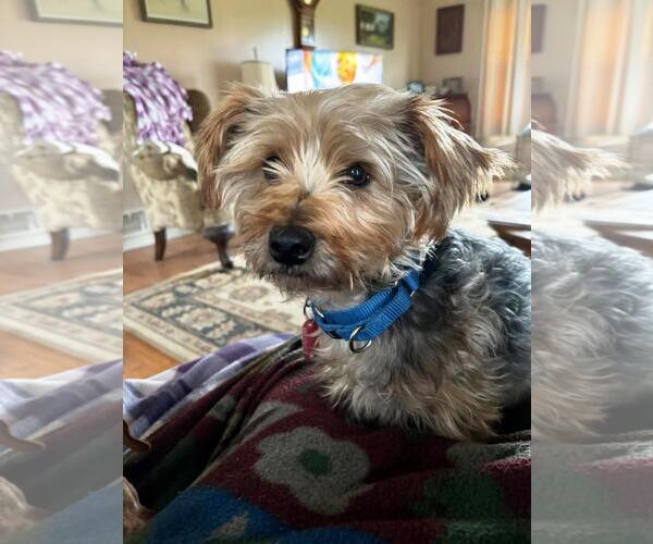 Medium Photo #7 Mutt Puppy For Sale in Rootstown, OH, USA