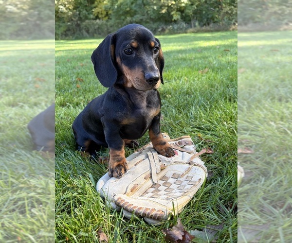 Medium Photo #4 Dachshund Puppy For Sale in MIDDLEBURY, IN, USA