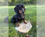 Reilly - Male Dachshund Puppy for Sale - Photo #4