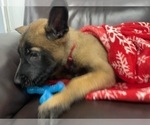 Small Photo #29 Belgian Malinois Puppy For Sale in REESEVILLE, WI, USA