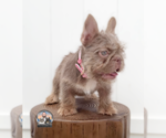 Small #3 French Bulldog