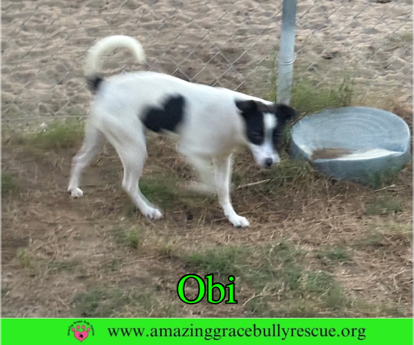 Medium Photo #5 Jack Russell Terrier-Unknown Mix Puppy For Sale in Milton, FL, USA