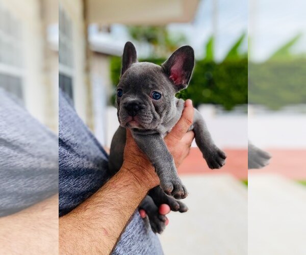 Medium Photo #21 French Bulldog Puppy For Sale in MIAMI, FL, USA