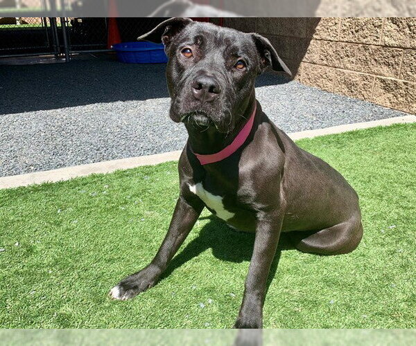 Medium Photo #1 Mutt Puppy For Sale in Moreno Valley, CA, USA