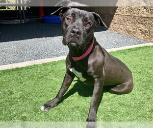 Mutt Dogs for adoption in Moreno Valley, CA, USA