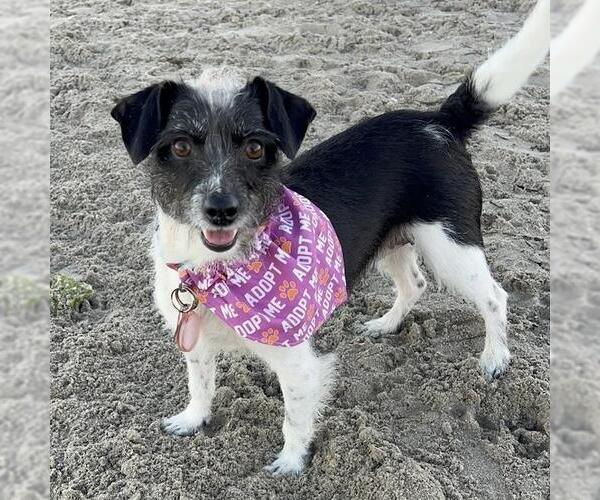 Medium Photo #16 Jack Russell Terrier-Unknown Mix Puppy For Sale in San Diego, CA, USA