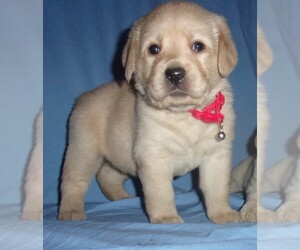 Labrador Retriever Puppy for sale in CALIENTE, CA, USA