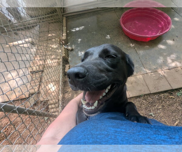 Medium Photo #3 Labrador Retriever Puppy For Sale in McCormick, SC, USA