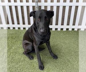 Medium Labrador Retriever Mix
