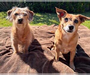 Chiweenie Dogs for adoption in Los Angeles, CA, USA