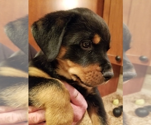 Medium Photo #1 Rottweiler Puppy For Sale in COLORADO SPRINGS, CO, USA