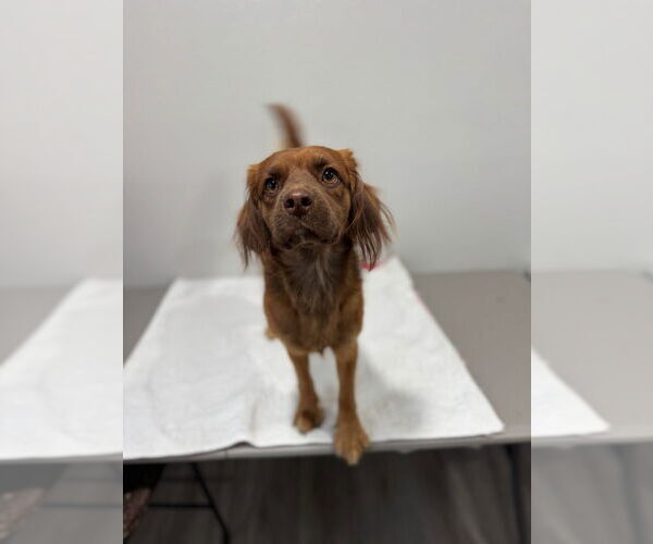 Medium Photo #4 Cavalier King Charles Spaniel-Unknown Mix Puppy For Sale in Oak Bluffs, MA, USA
