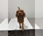 Small #3 Cavalier King Charles Spaniel Mix