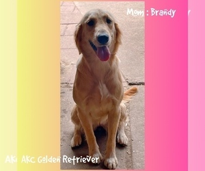 Mother of the Golden Retriever puppies born on 11/25/2025