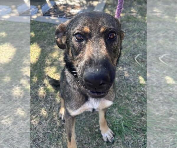 Medium Photo #2 Mutt Puppy For Sale in Rockwall, TX, USA