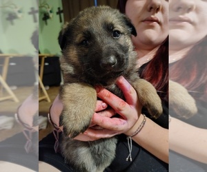 German Shepherd Dog Puppy for sale in MICHIGAN CITY, IN, USA