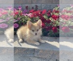 Small Photo #3 Pomeranian Puppy For Sale in CANOGA, NY, USA