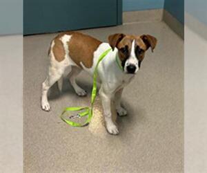 Black Mouth Cur-Unknown Mix Dogs for adoption in Newton, NC, USA