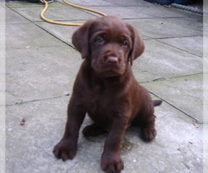 Labrador Retriever Puppy for sale in LOS ANGELES, CA, USA