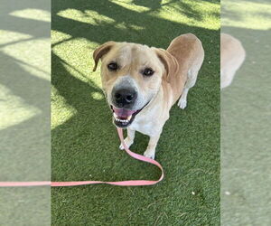 Labrador Retriever-Unknown Mix Dogs for adoption in Downey, CA, USA