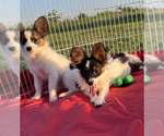 Small Photo #2 Papillon Puppy For Sale in SULPHUR SPRINGS, TX, USA