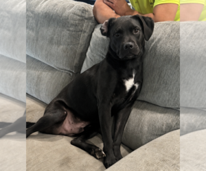Labrador Retriever-Unknown Mix Dogs for adoption in Plainfield, IL, USA