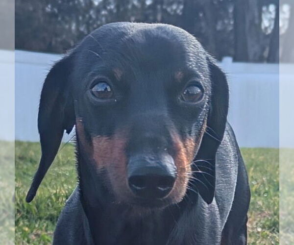 Medium Photo #2 Dachshund Puppy For Sale in Shelbyville, TN, USA