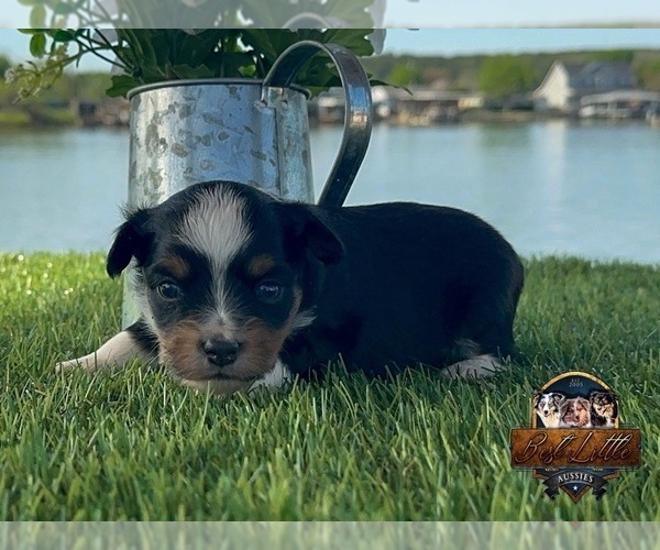 Medium Photo #10 Miniature Australian Shepherd Puppy For Sale in GRANBURY, TX, USA