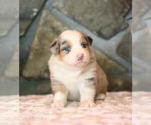 Australian Shepherd Puppy for sale in WESTFIELD, MA, USA