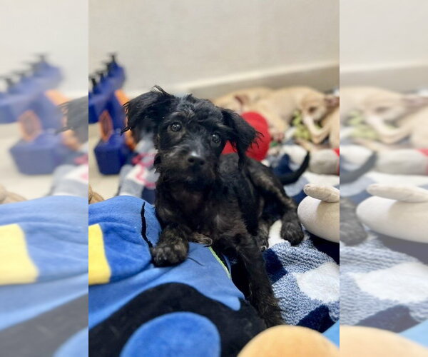 Medium Photo #2 Mutt Puppy For Sale in San Diego, CA, USA