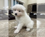Small Photo #9 Samoyed Puppy For Sale in BOCA RATON, FL, USA