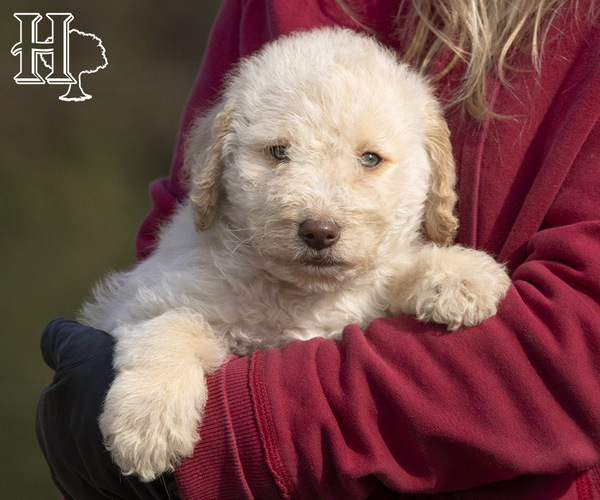 Medium Photo #1 Poodle (Standard) Puppy For Sale in ELLENBORO, NC, USA