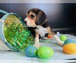 Small Photo #1 Beaglier Puppy For Sale in CANTON, OH, USA