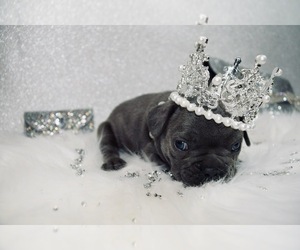 French Bulldog Puppy for sale in HAYWARD, CA, USA