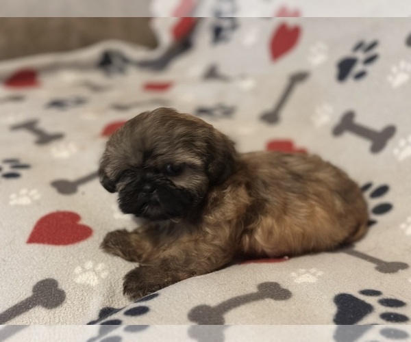 Medium Photo #3 Shih Tzu Puppy For Sale in LITHONIA, GA, USA